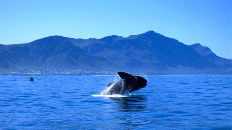 whales in hermanus season|Whale Watching in Hermanus, South Africa Guide (2023)